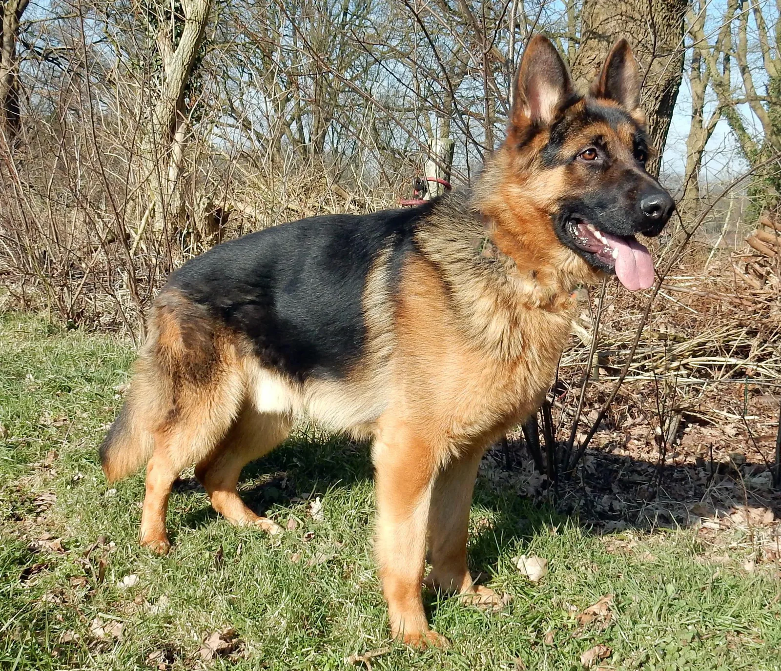 Duitse herder Athos