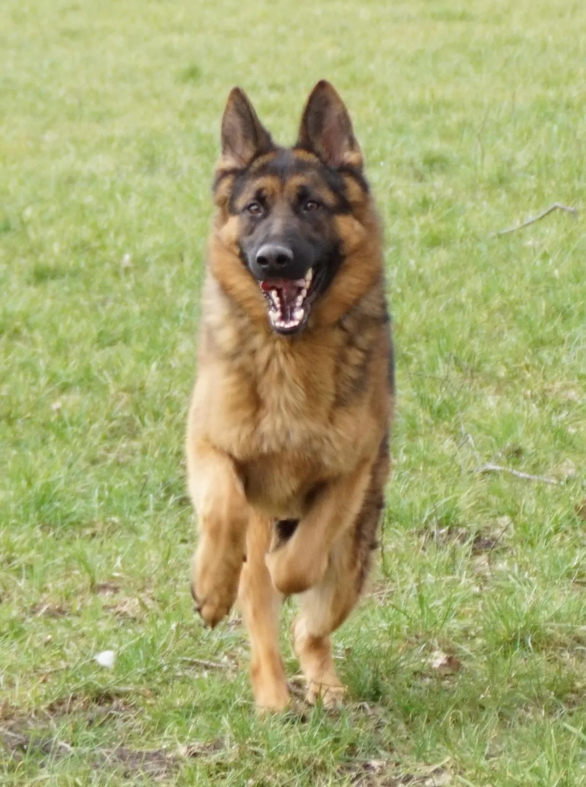 Duitse herder Athos