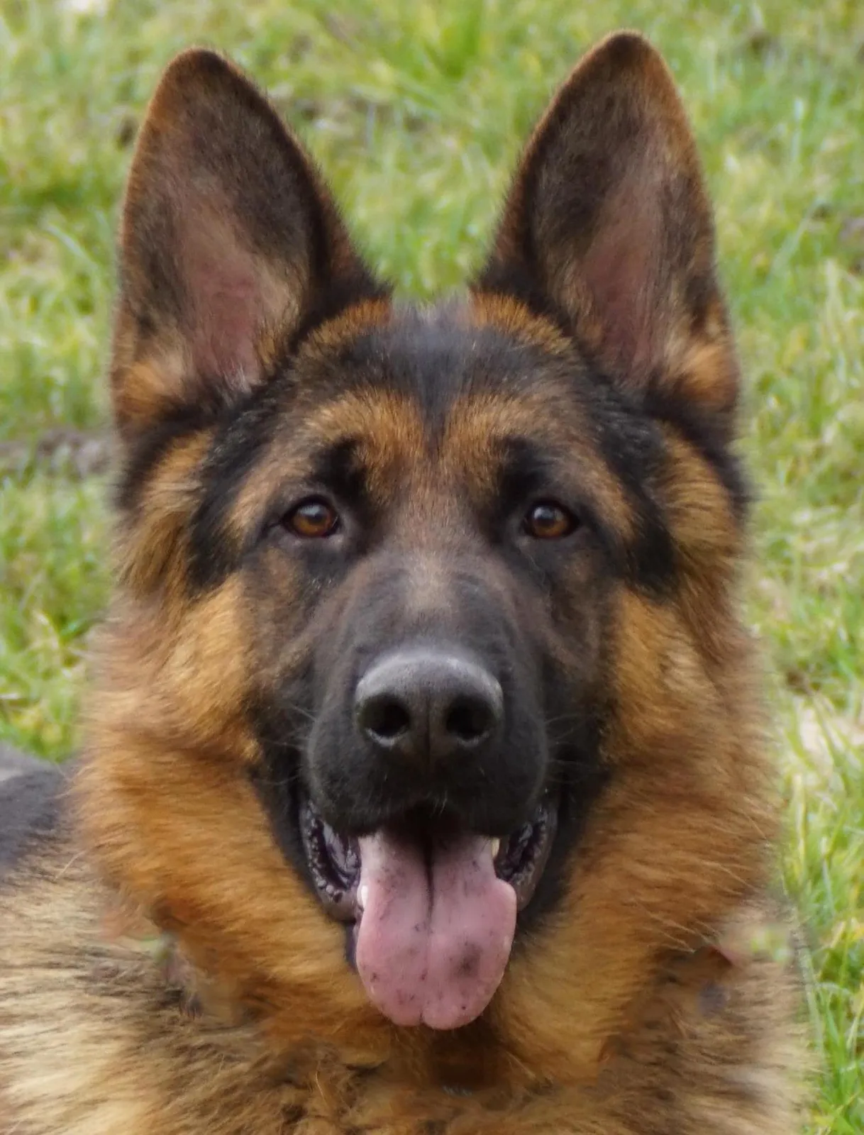 Duitse herder Athos