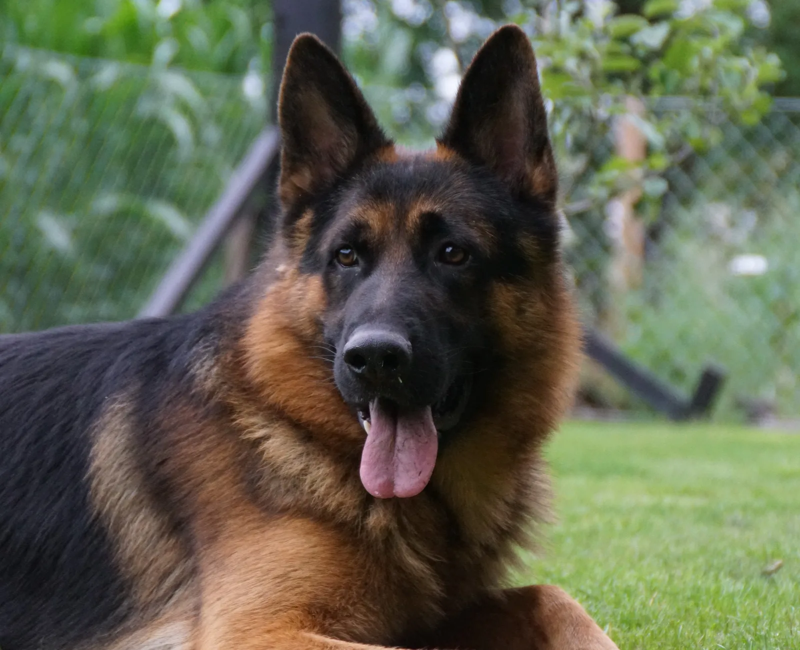 Duitse herder Athos