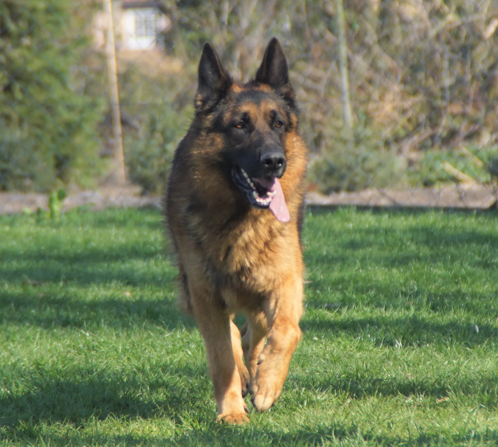 Duitse herder Athos