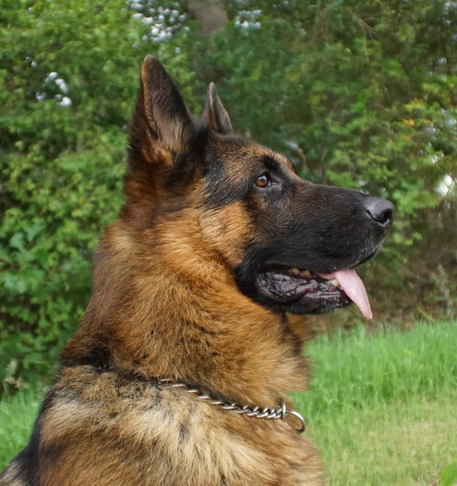 Duitse herder Athos