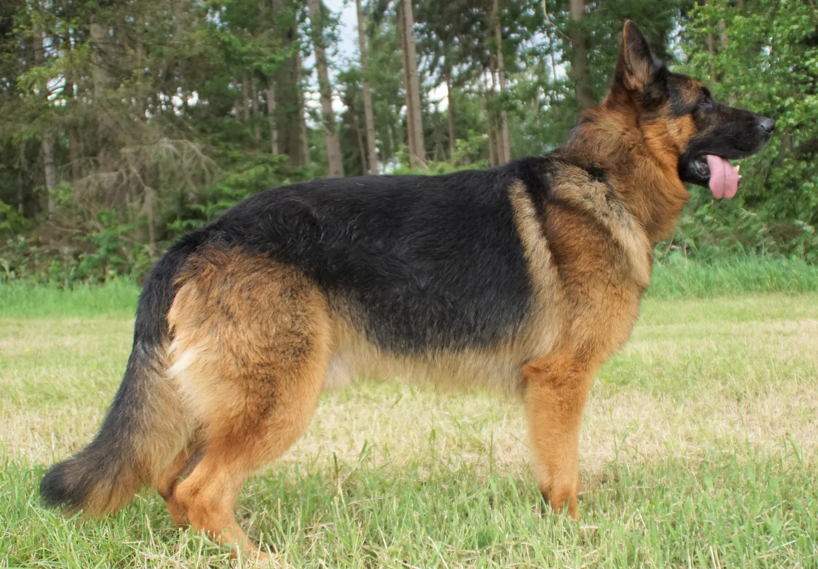 Duitse herder Athos
