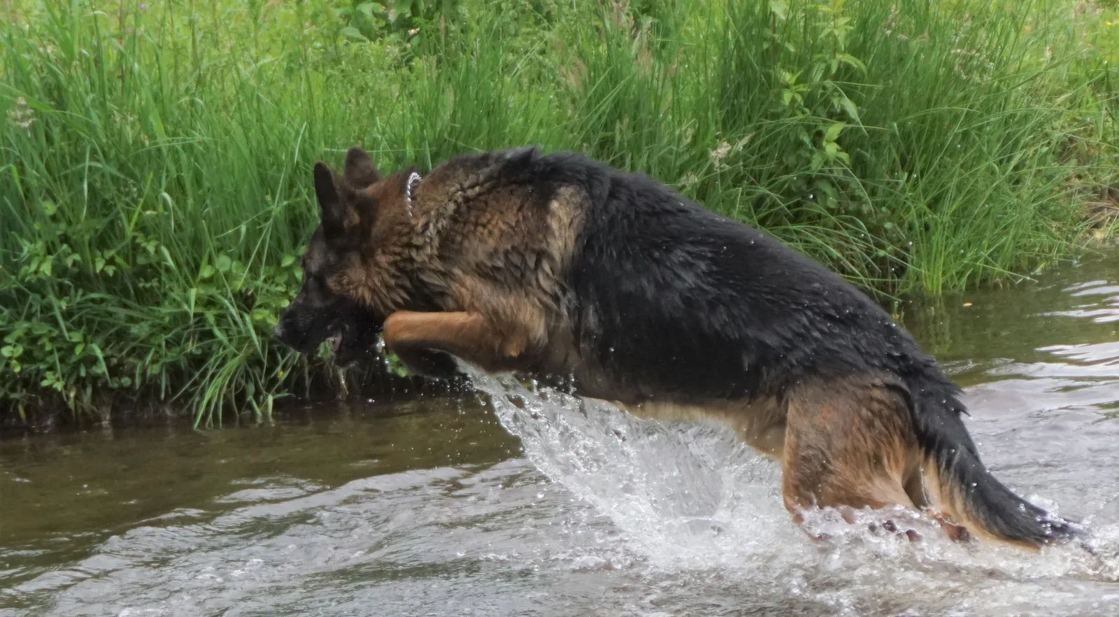 Duitse herder Athos