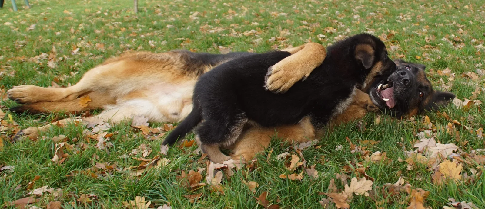 Duitse herder Athos