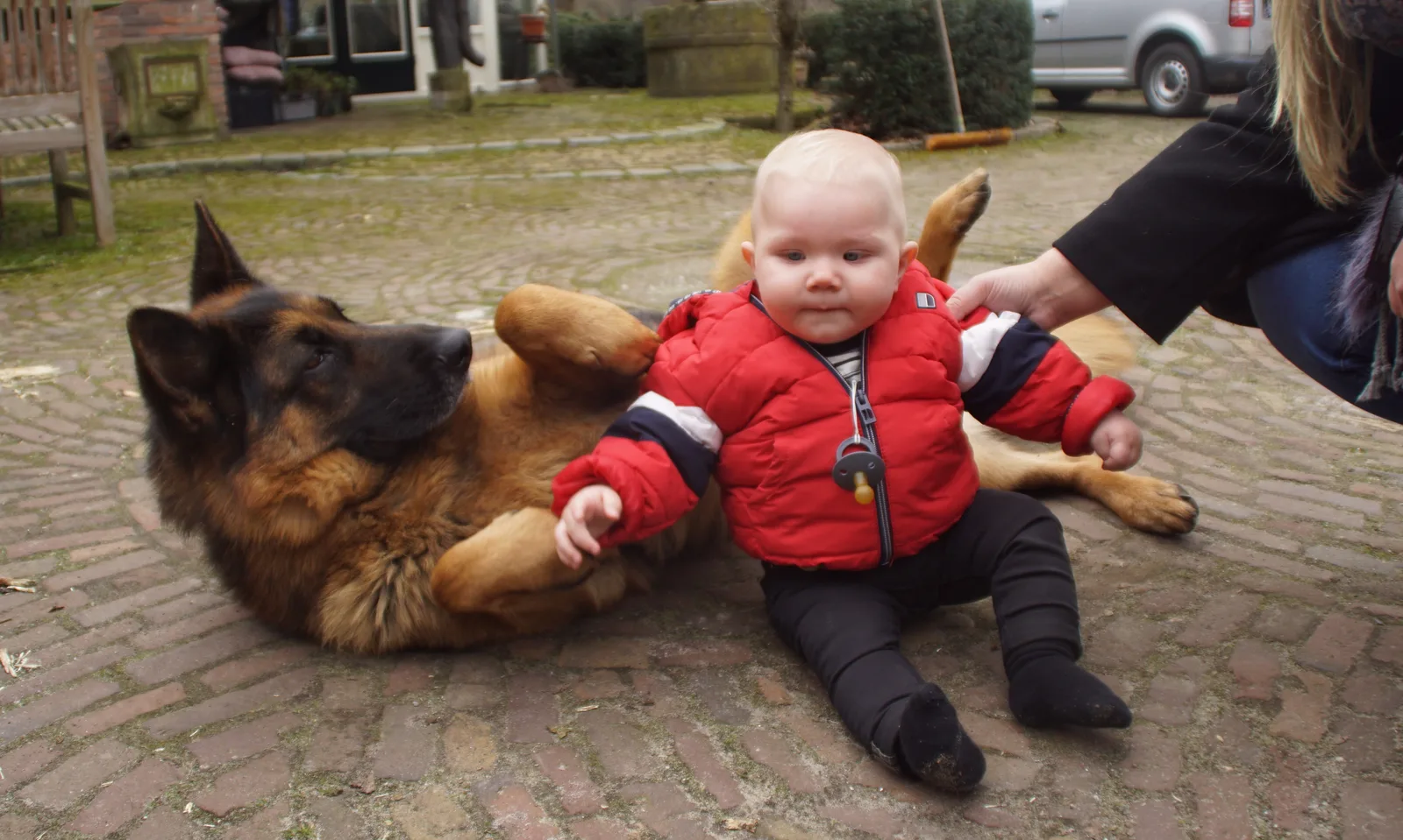 Duitse herder Athos
