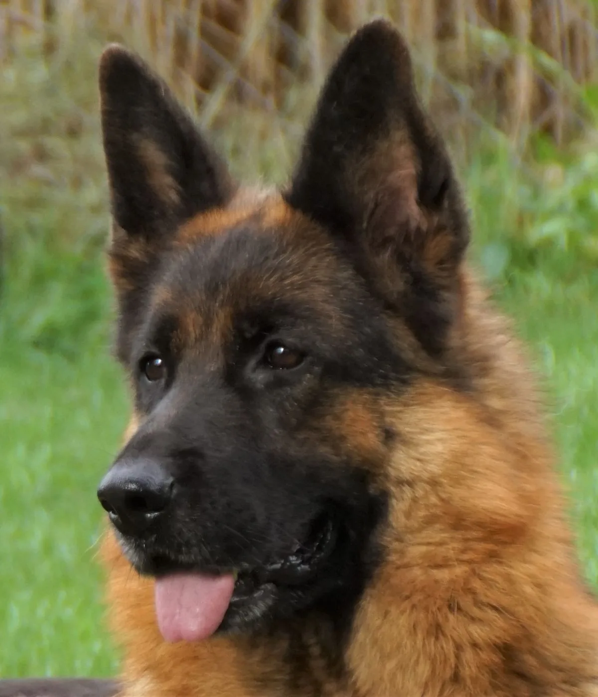 Duitse herder pup
