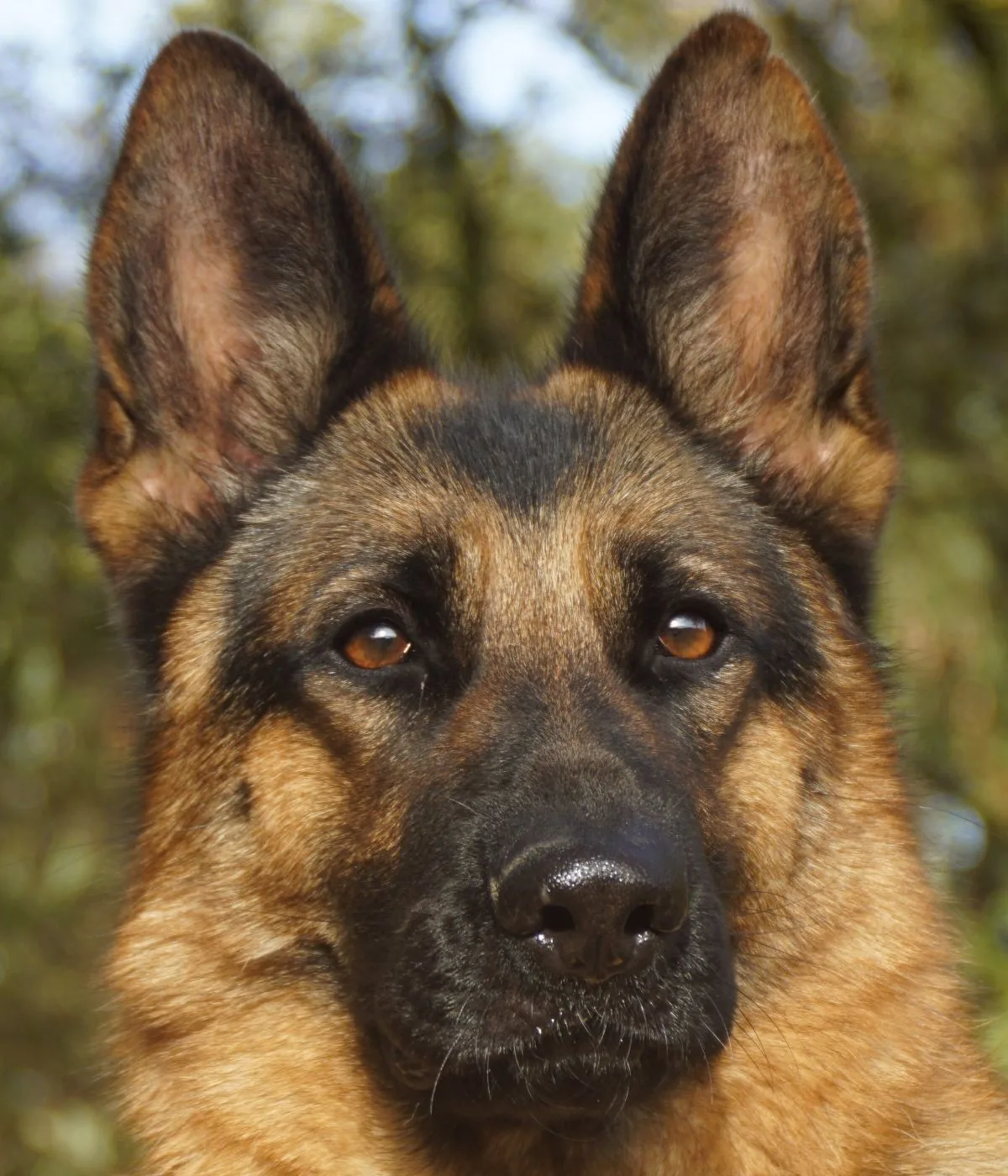 Duitse herder pup