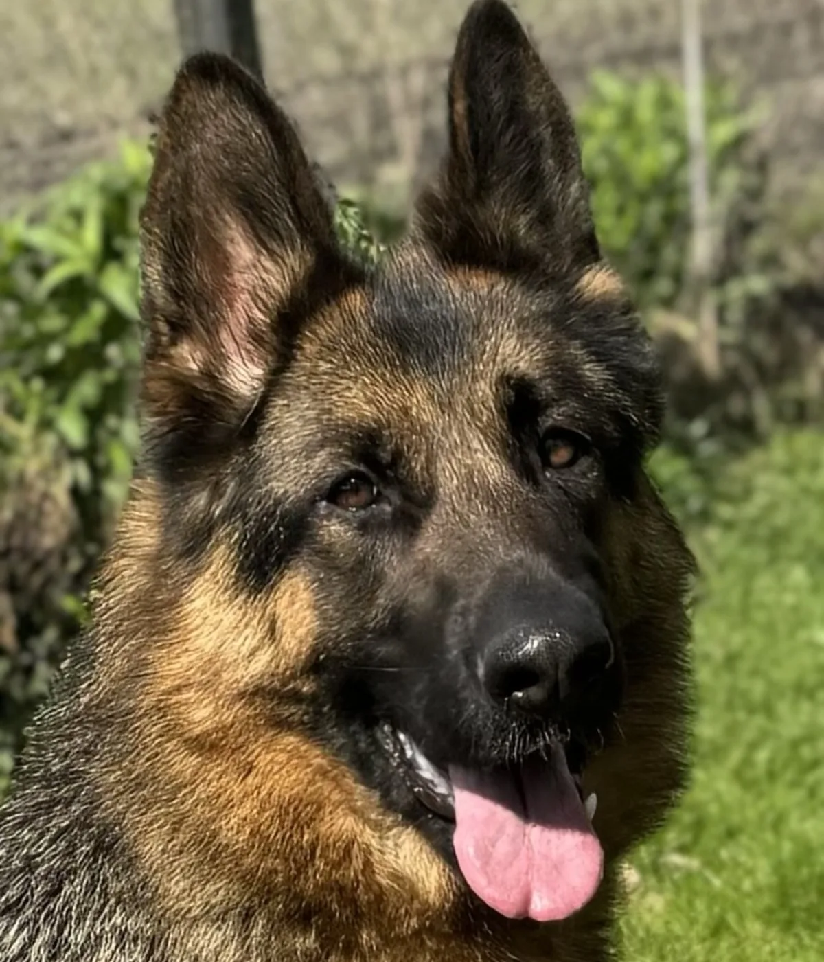 Foto van Phiene