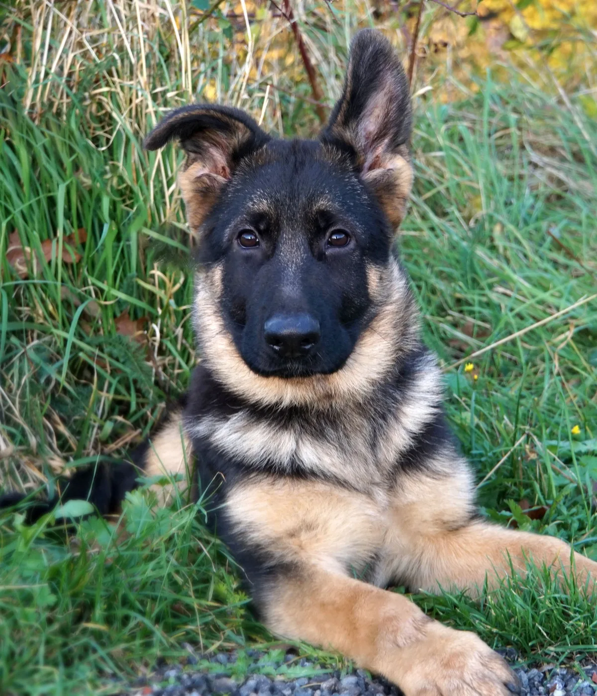 Foto van Ravi