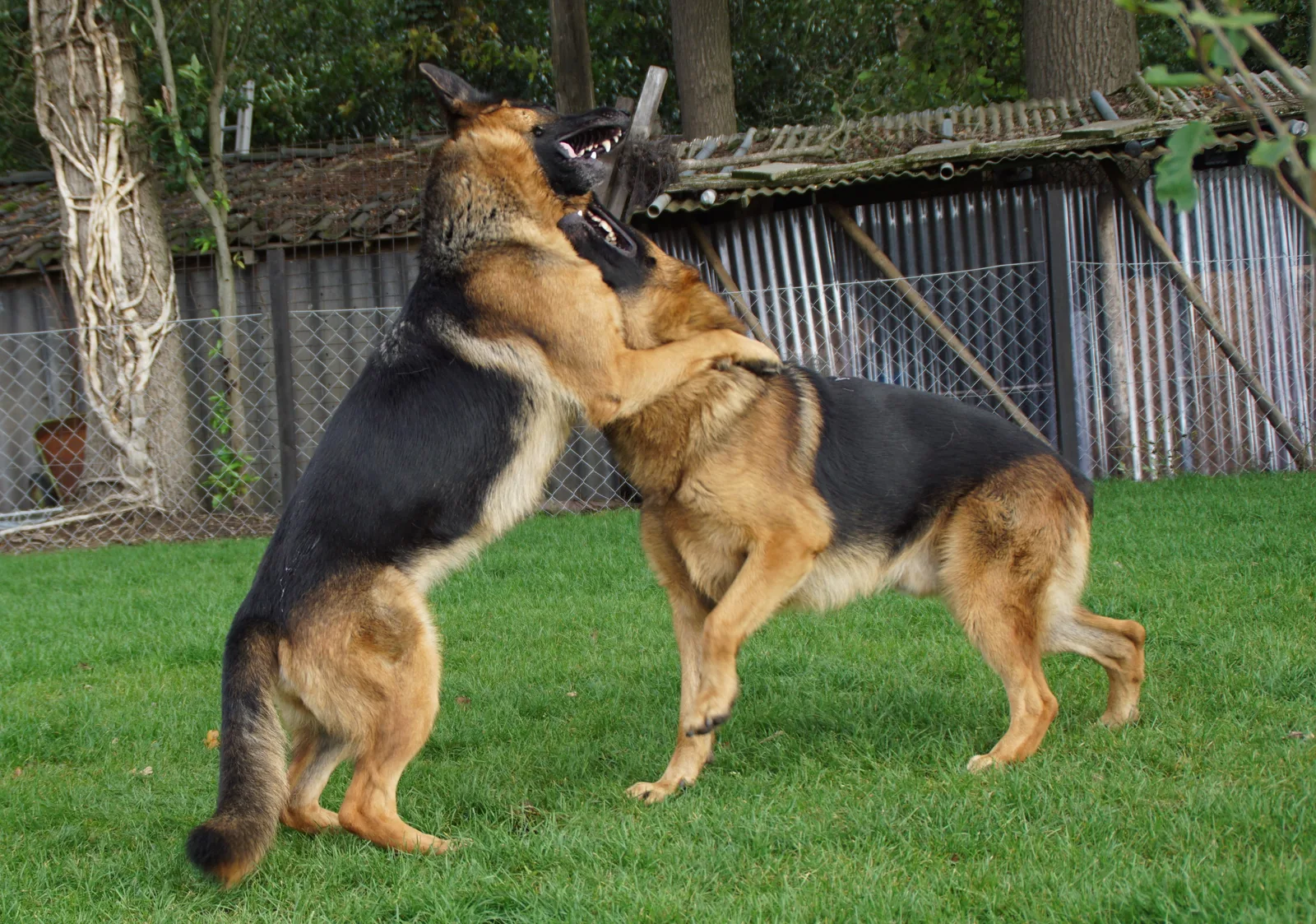 Duitse herder Iris