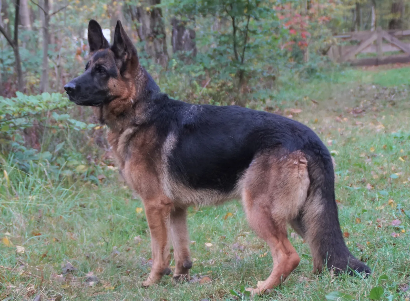 Duitse herder Iris