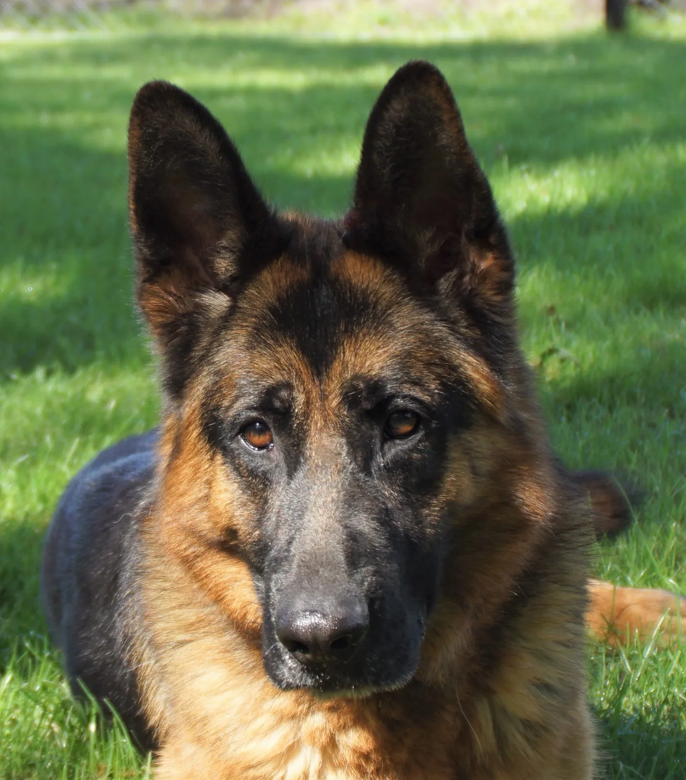 Duitse herder Iris
