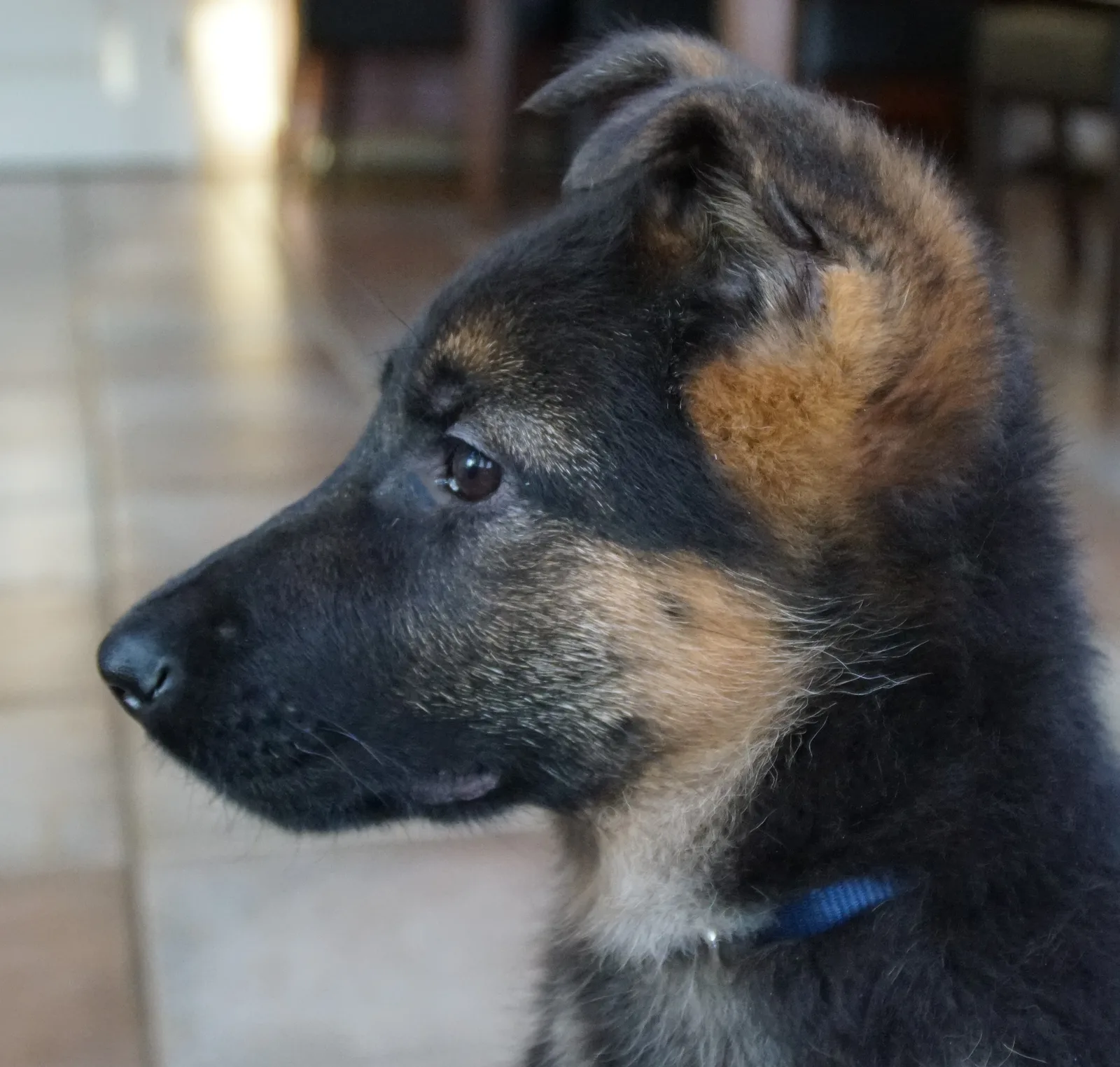 Duitse herder Willa