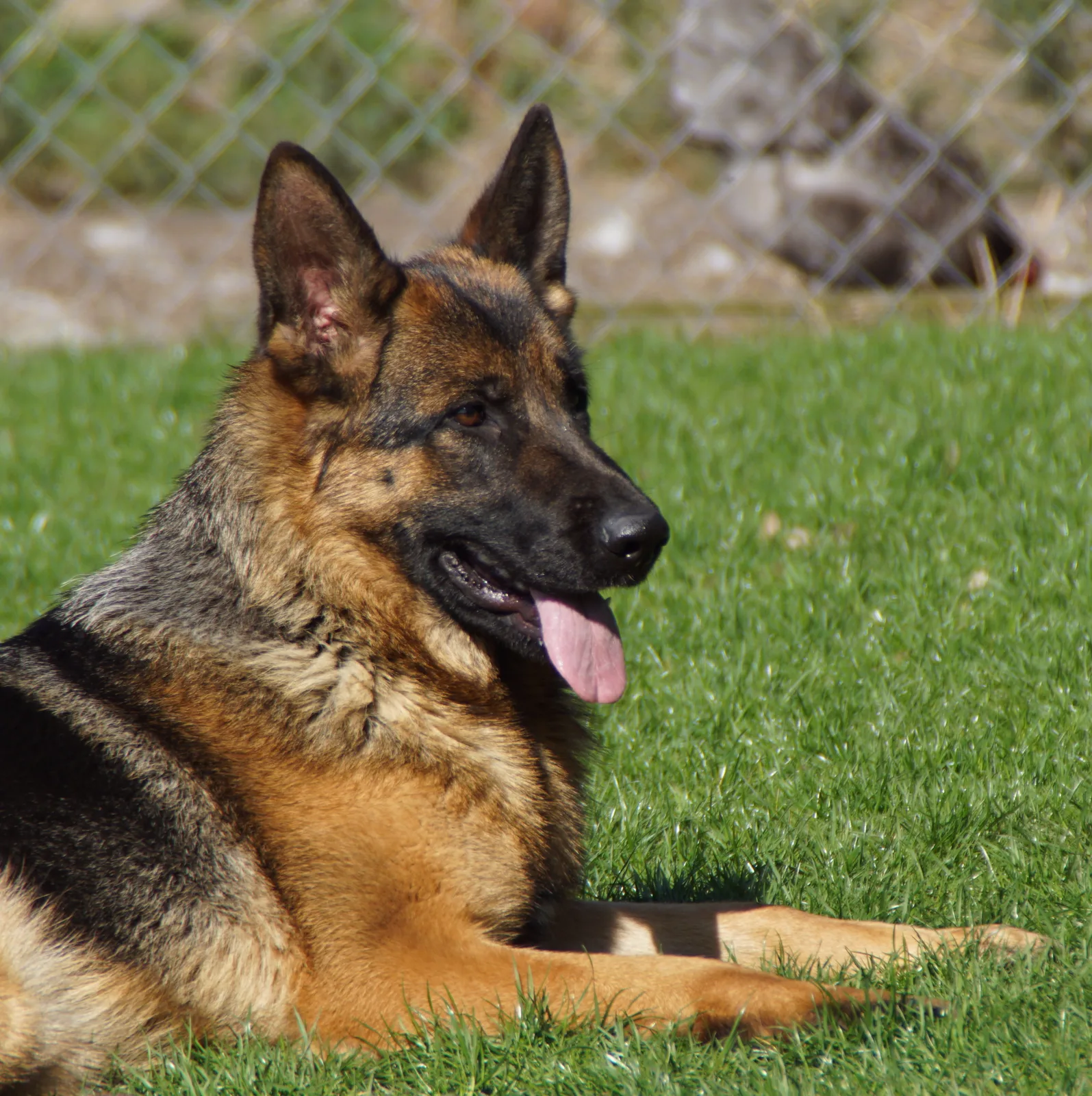 Duitse herder Willa