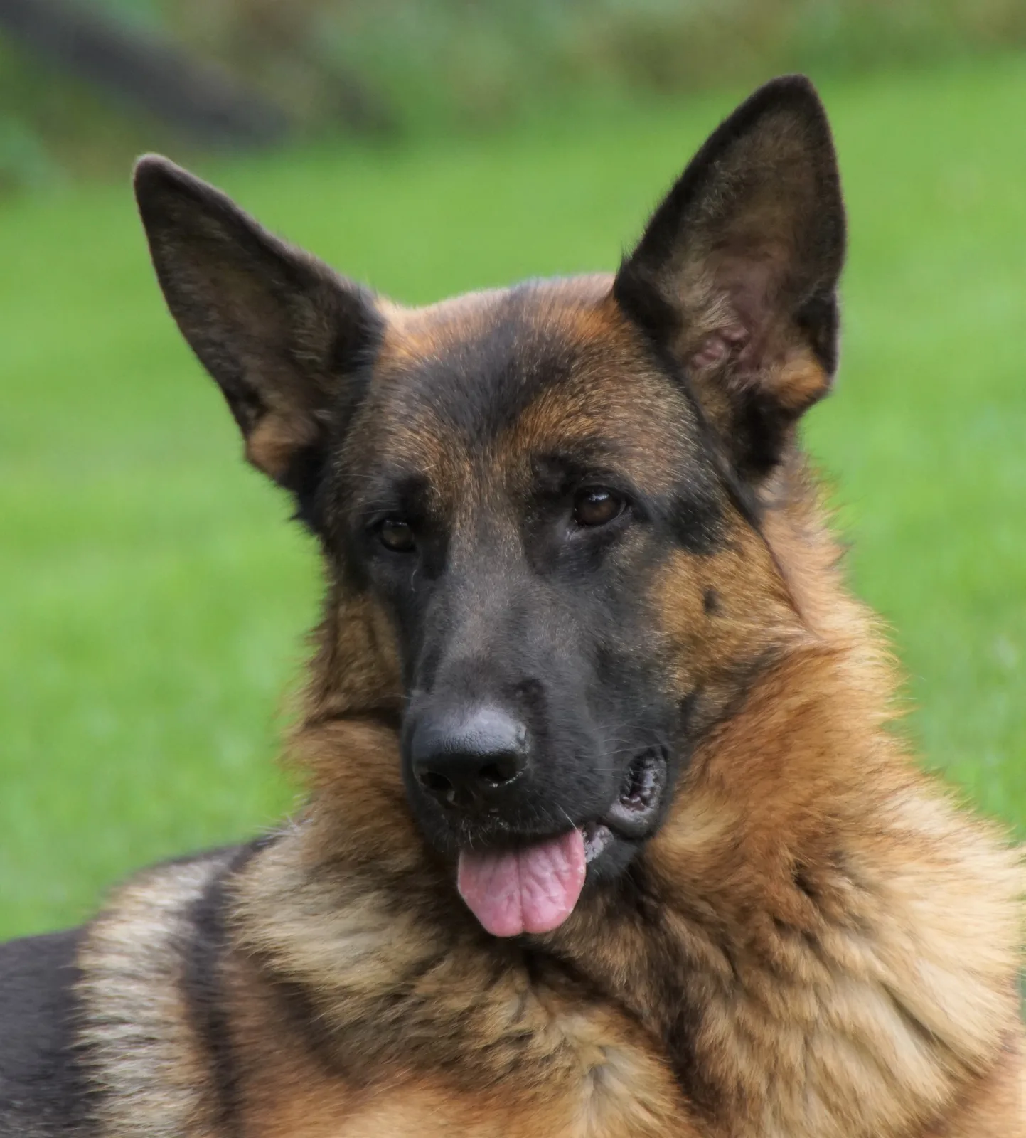 Duitse herder Willa