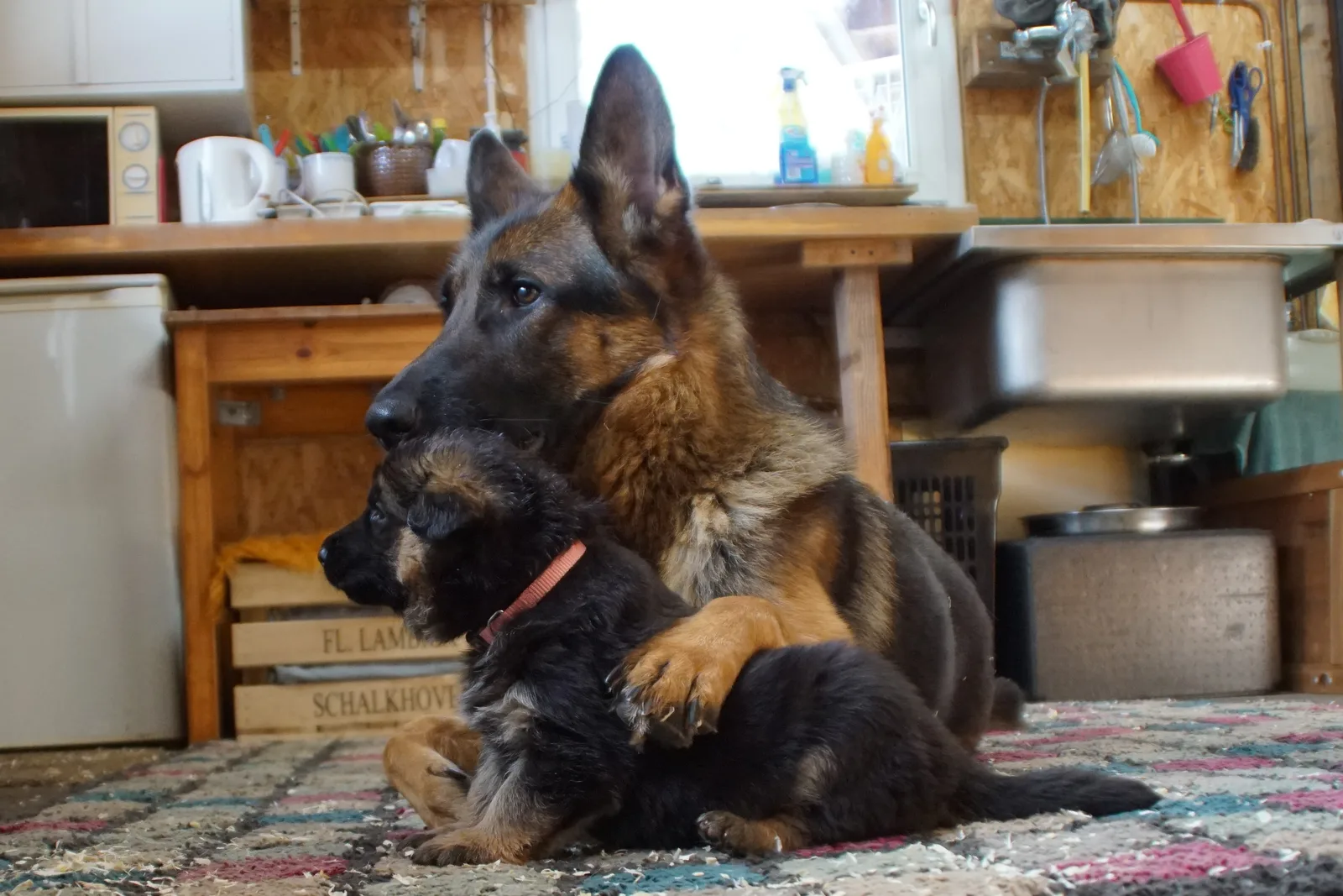 Duitse herder Willa