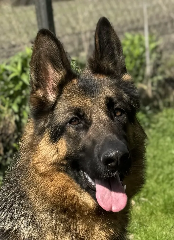 Duitse herder Phiene
