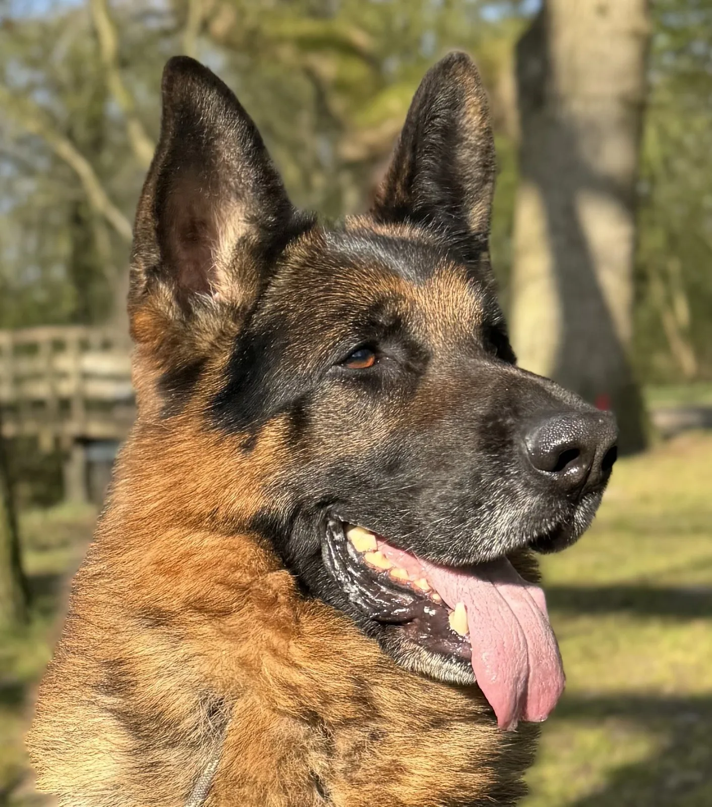Duitse herder Oscar