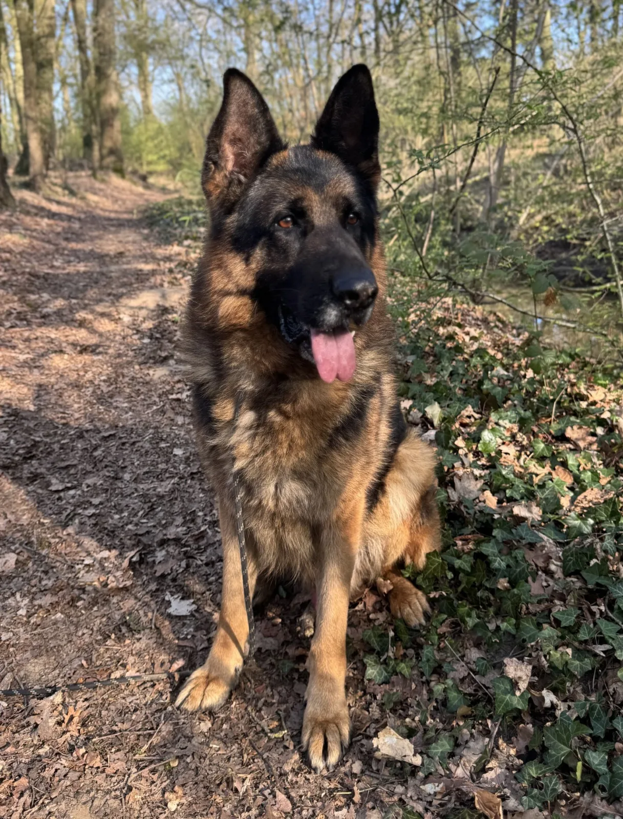 Duitse herder Oscar
