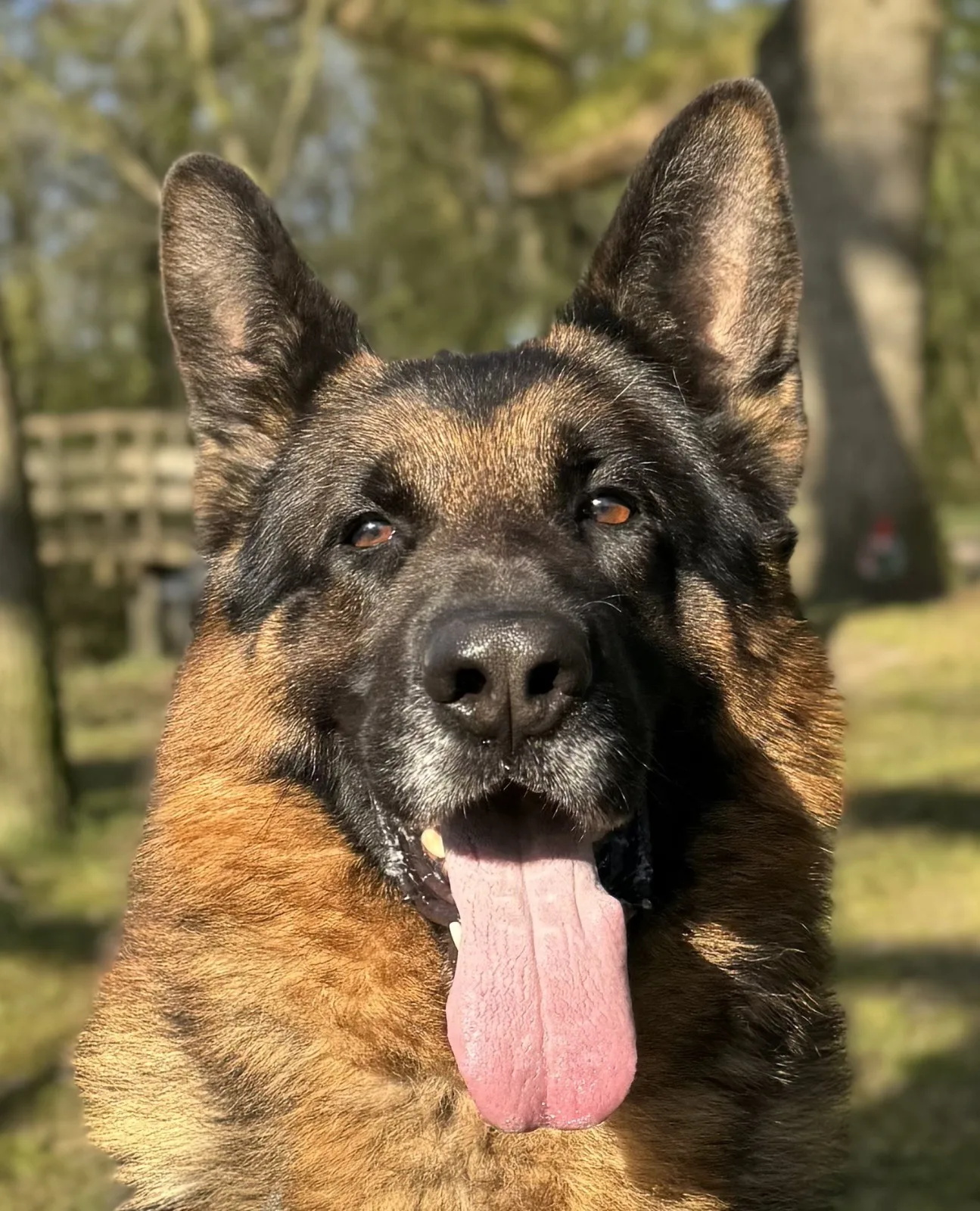 Duitse herder Oscar