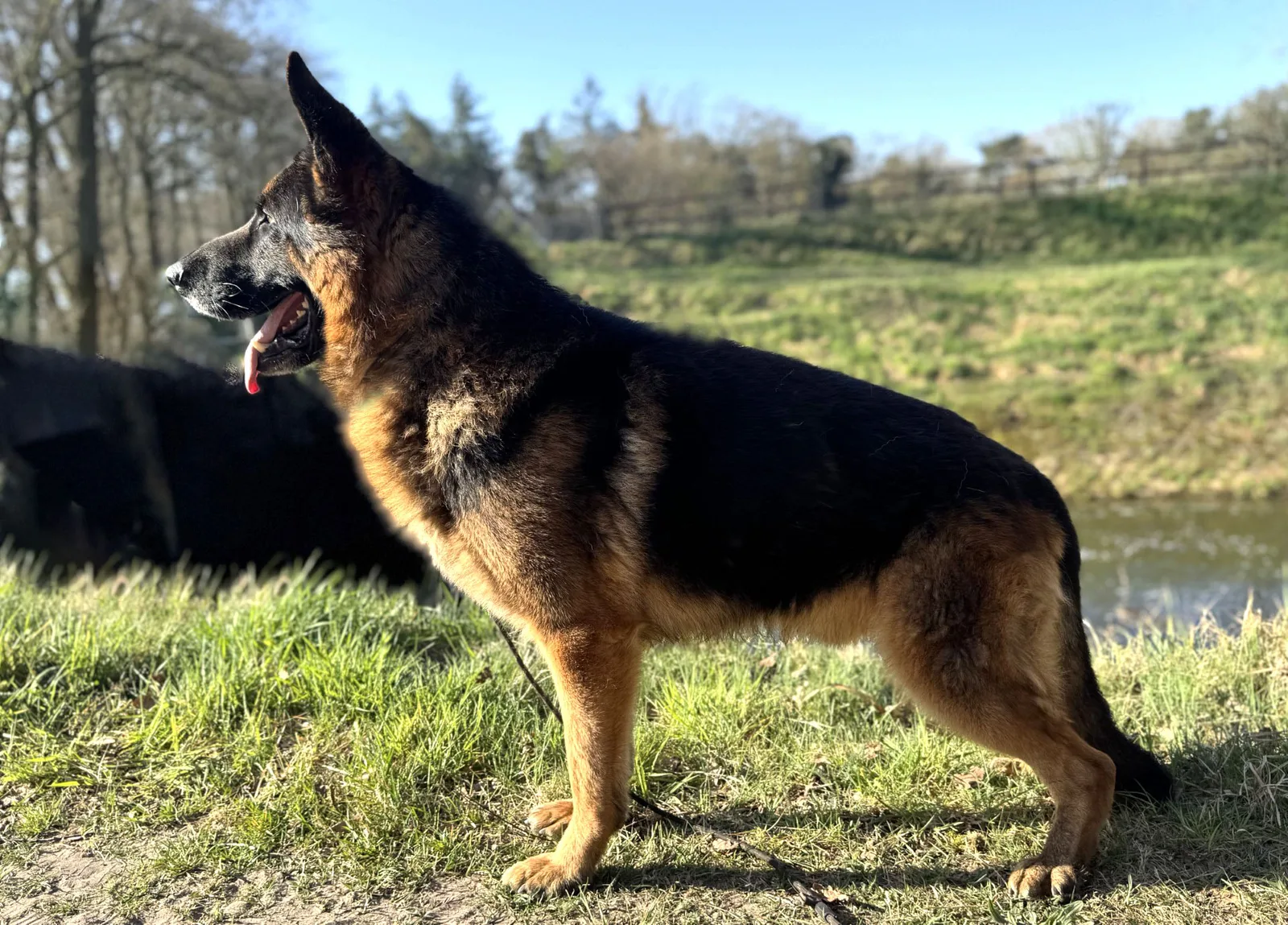 Duitse herder Oscar