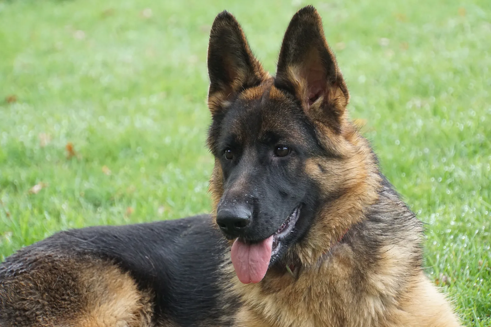 Duitse herder Haila