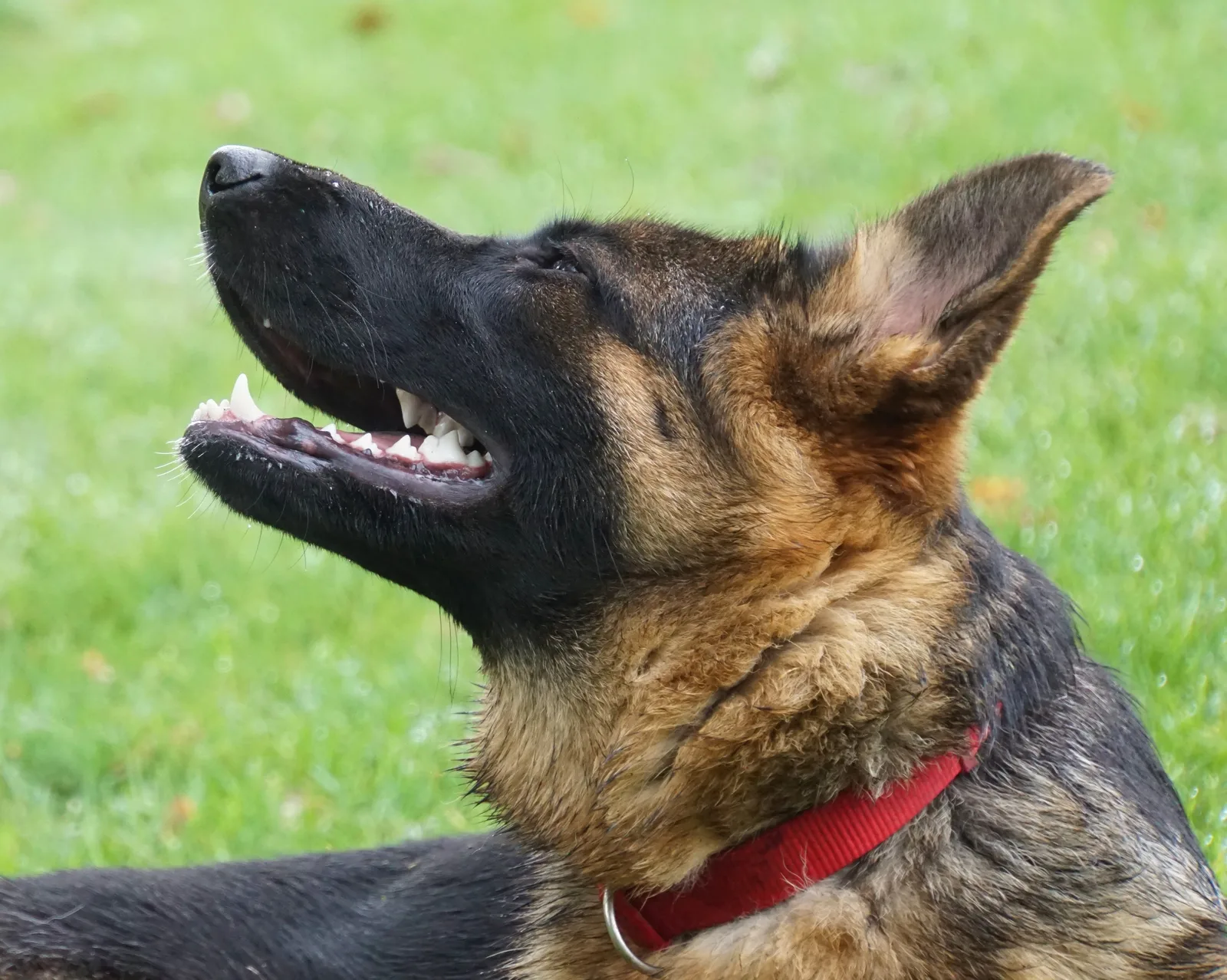 Duitse herder Haila
