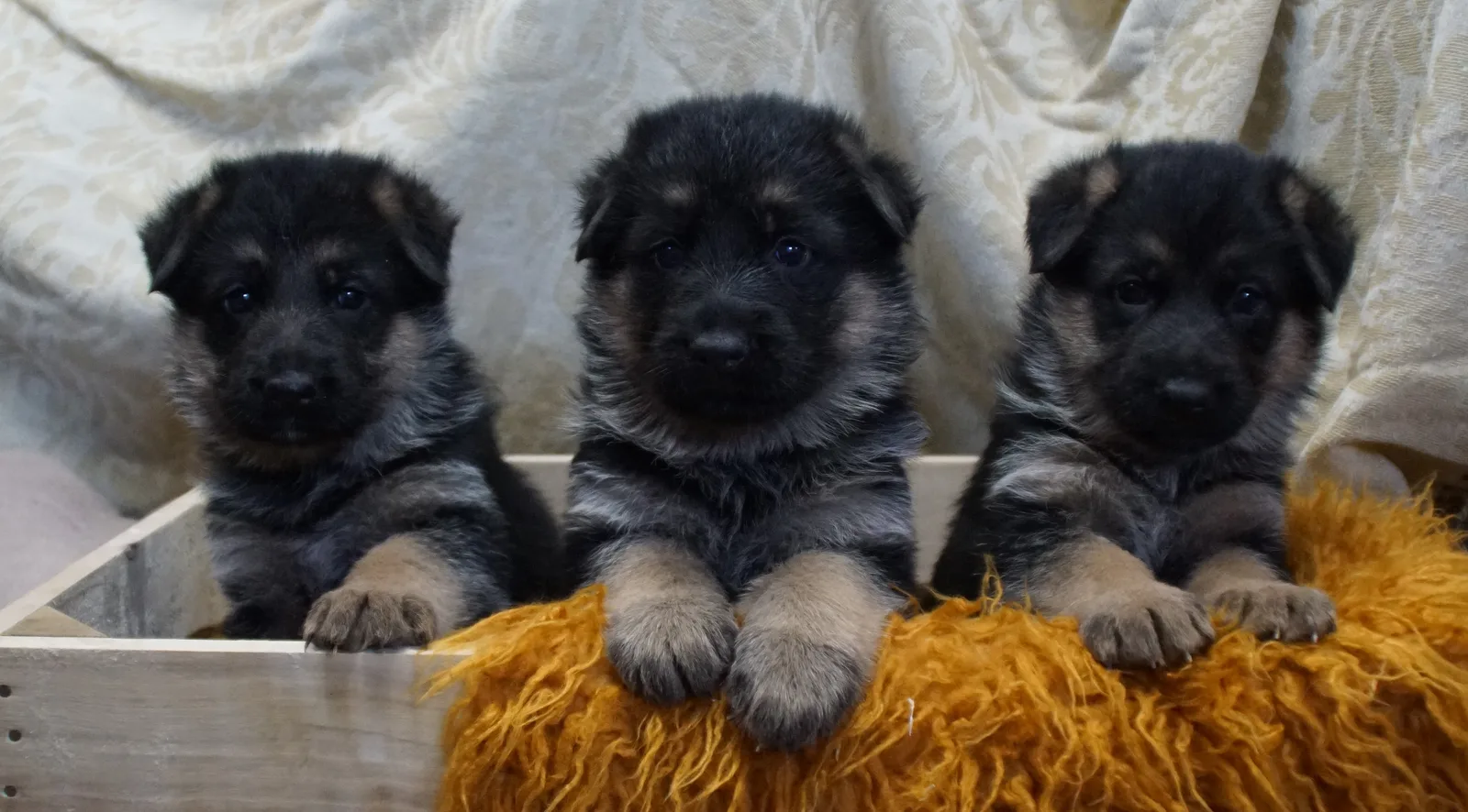 Duitse herder pup