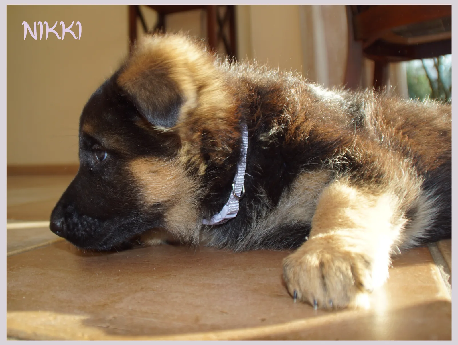 Duitse herder pup