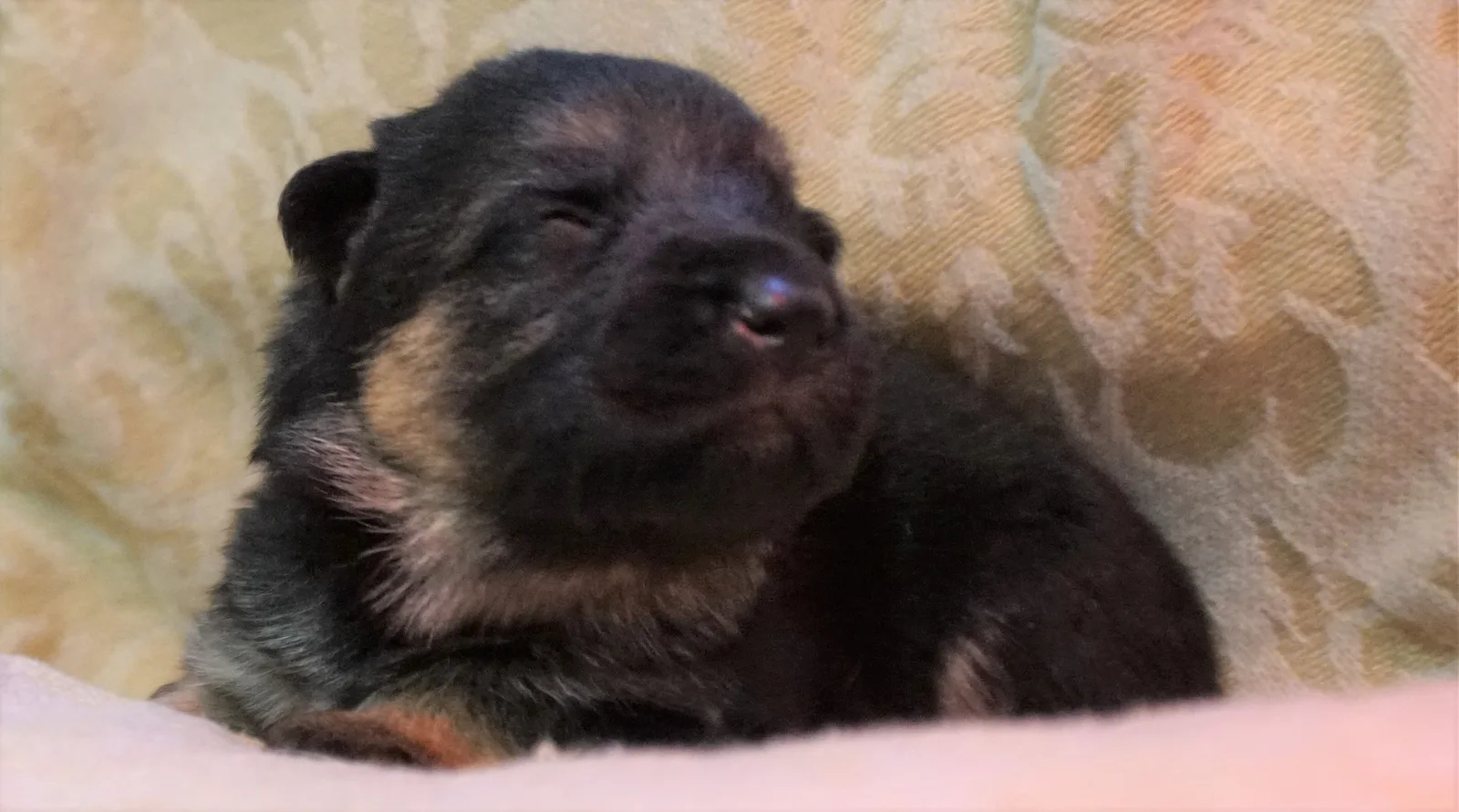 Duitse herder pup