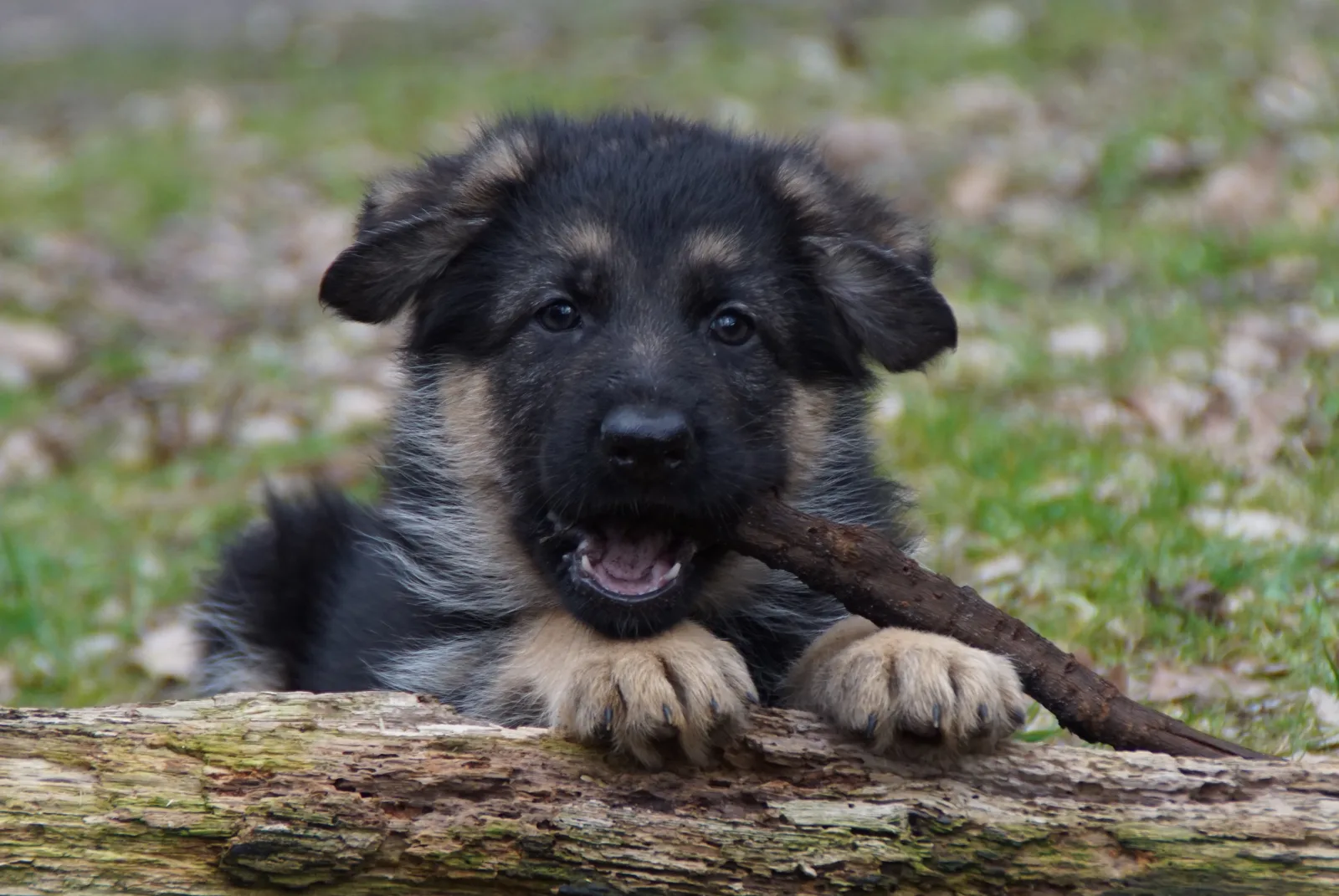 Duitse herder pup