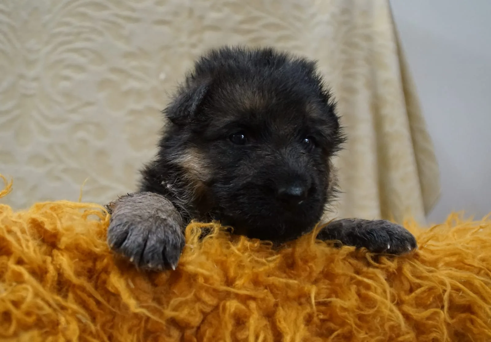 Duitse herder pup