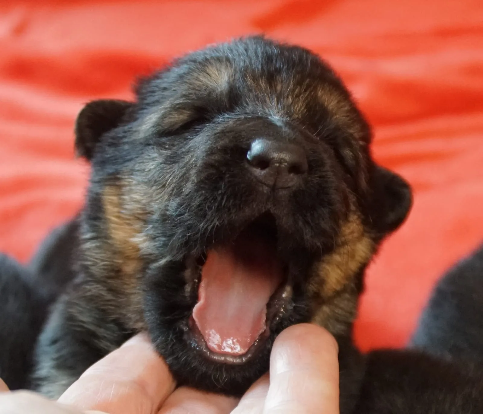 Duitse herder pup