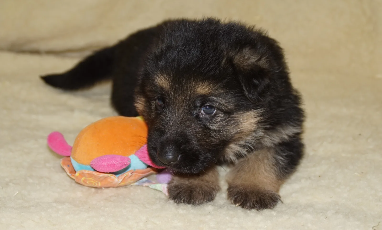 Duitse herder pup