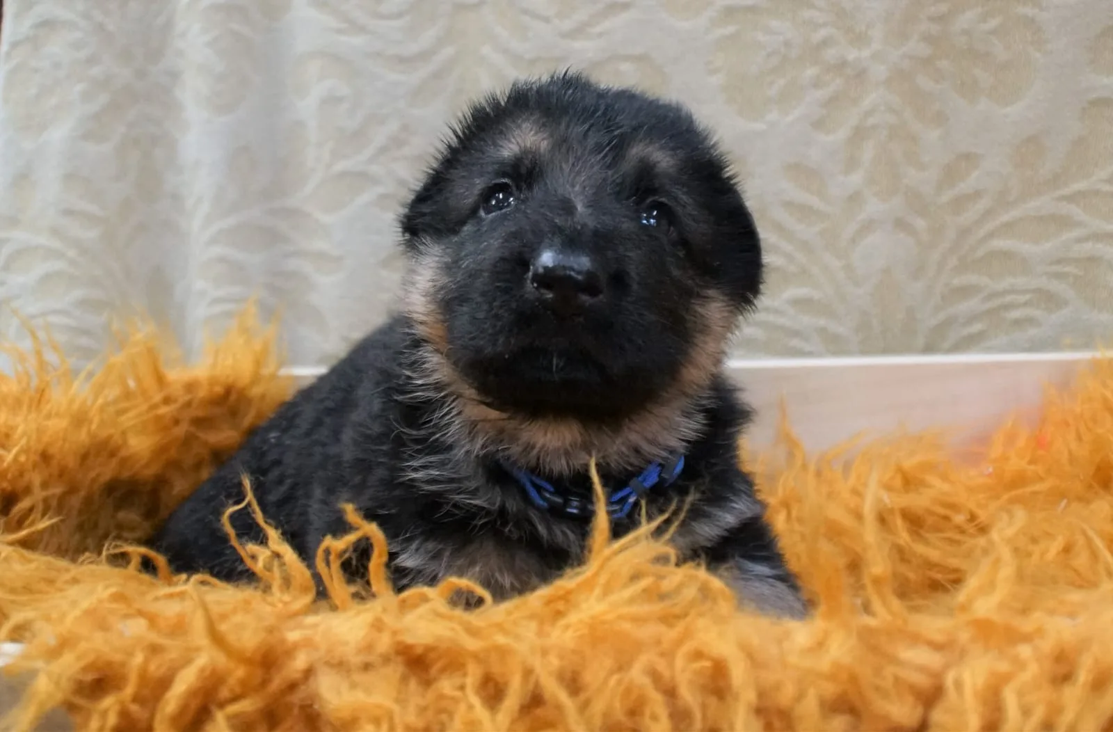 Duitse herder pup