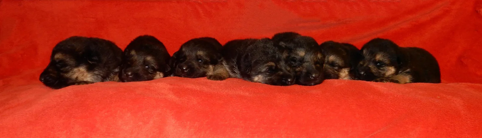 Duitse herder pup