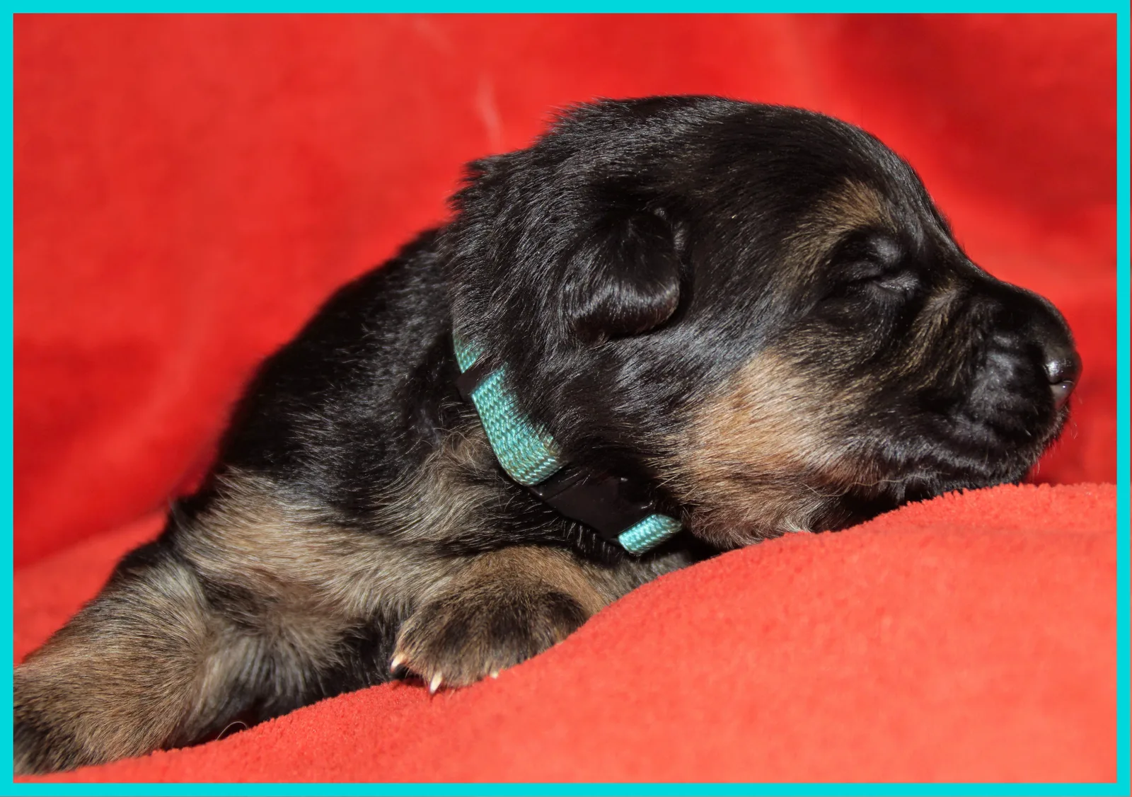 Duitse herder pup
