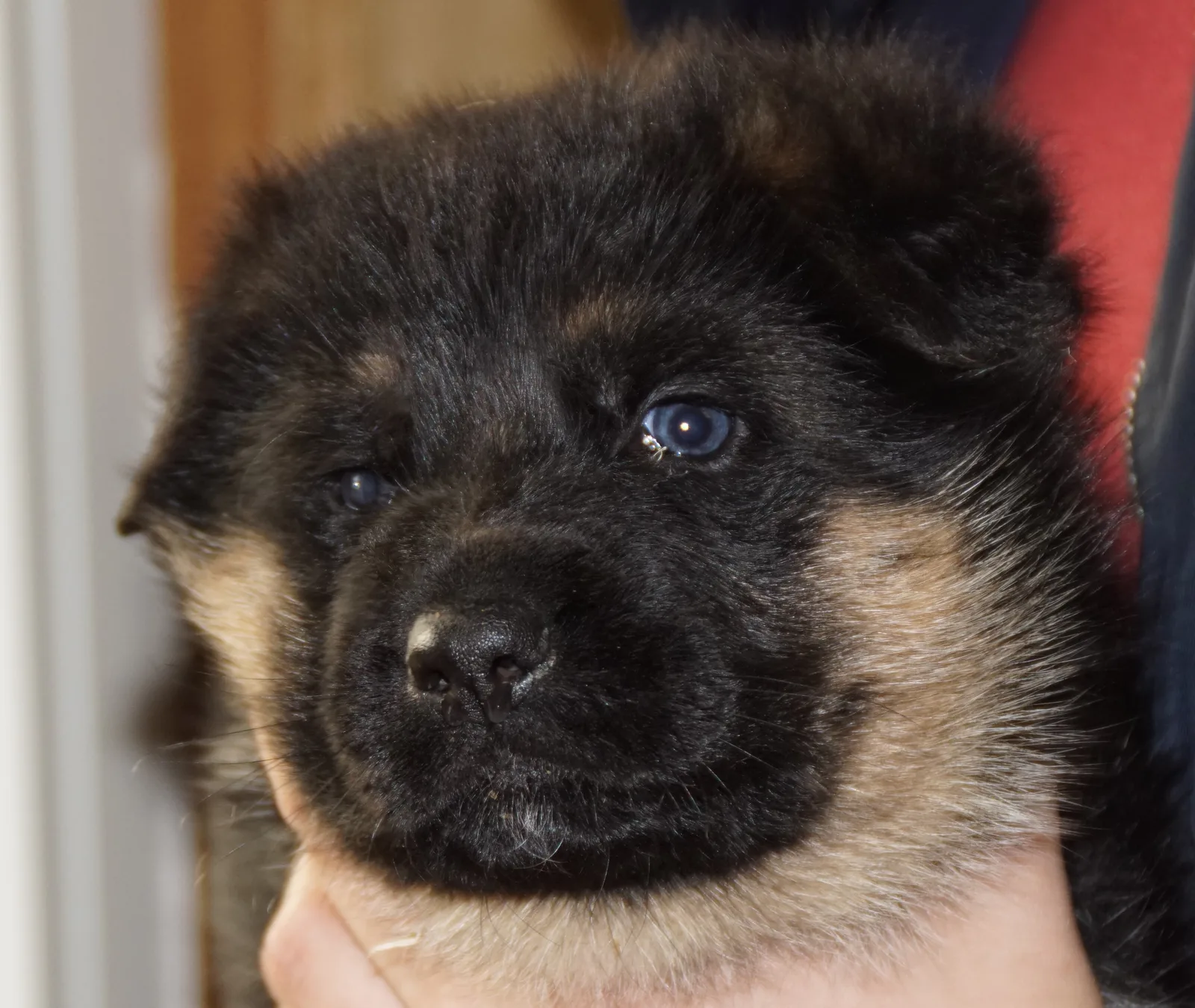 Duitse herder pup
