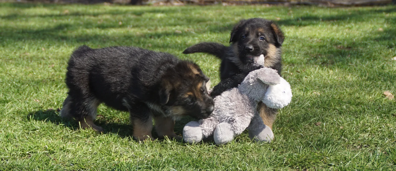 Duitse herder pup