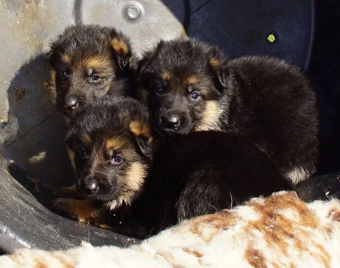 Duitse herder pup