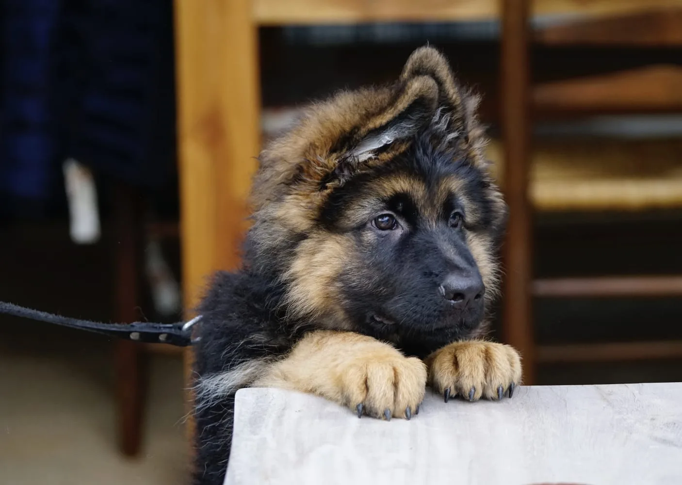 Duitse herder pup