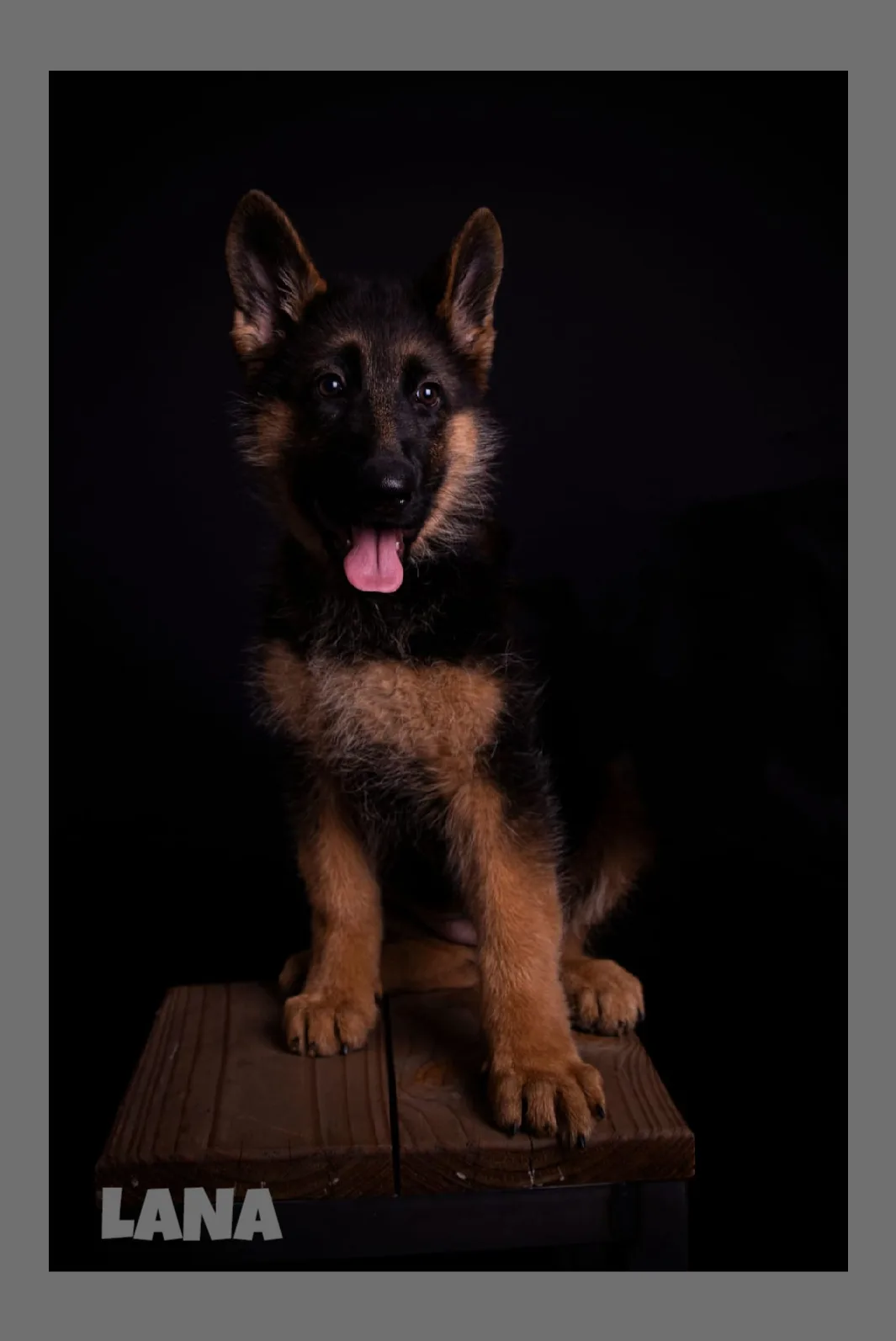 Duitse herder pup