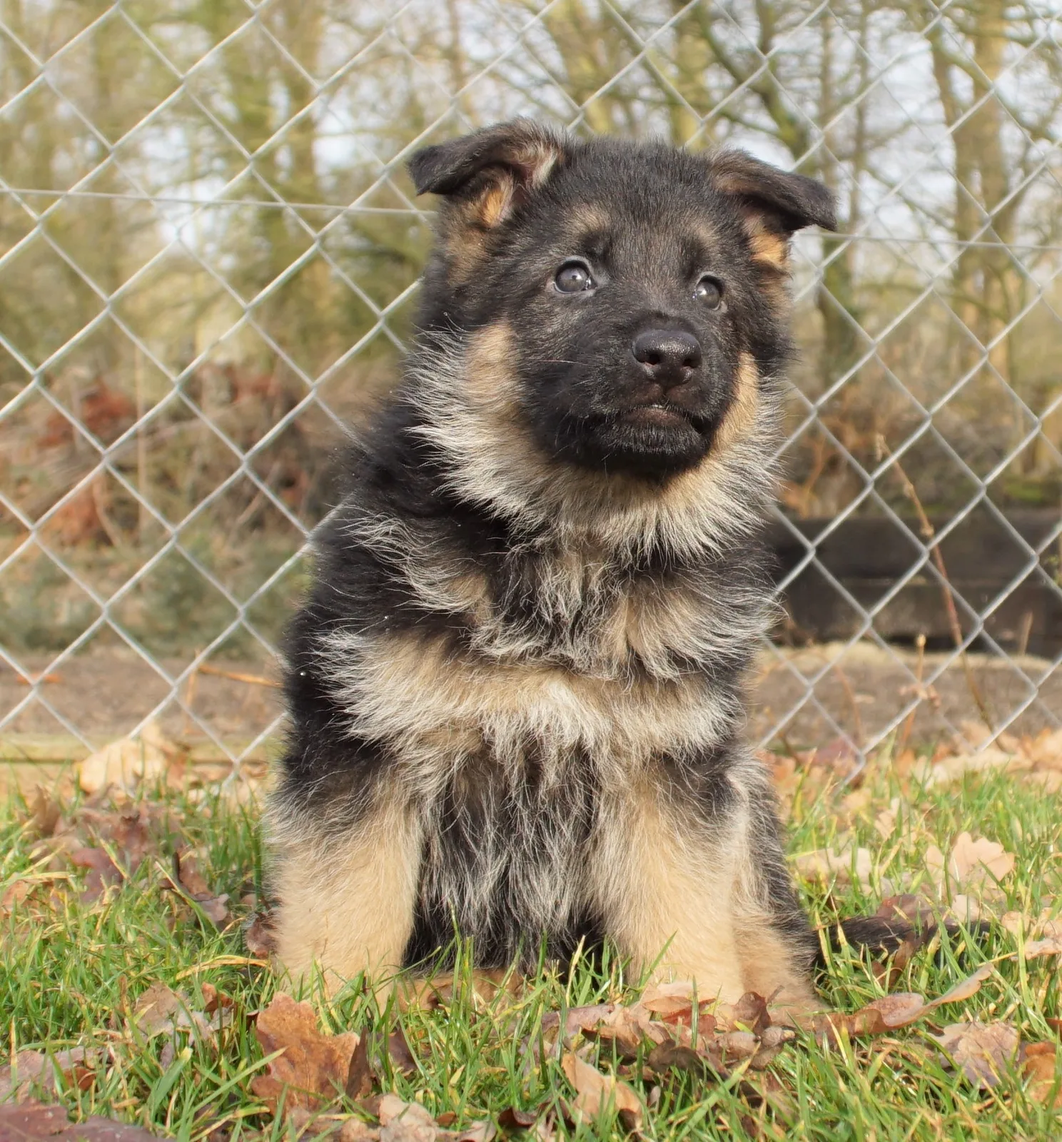 Duitse herder pup
