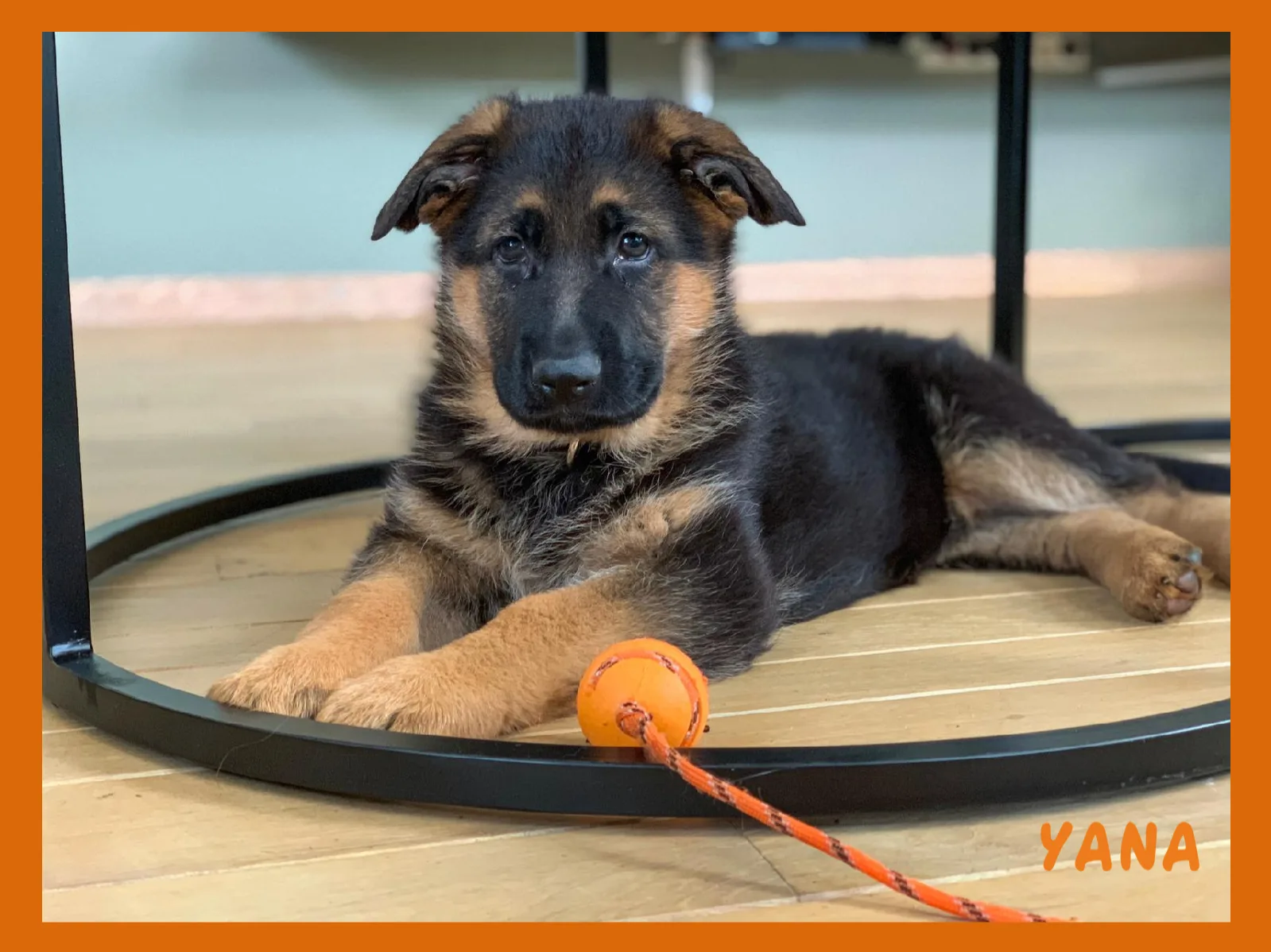 Duitse herder pup