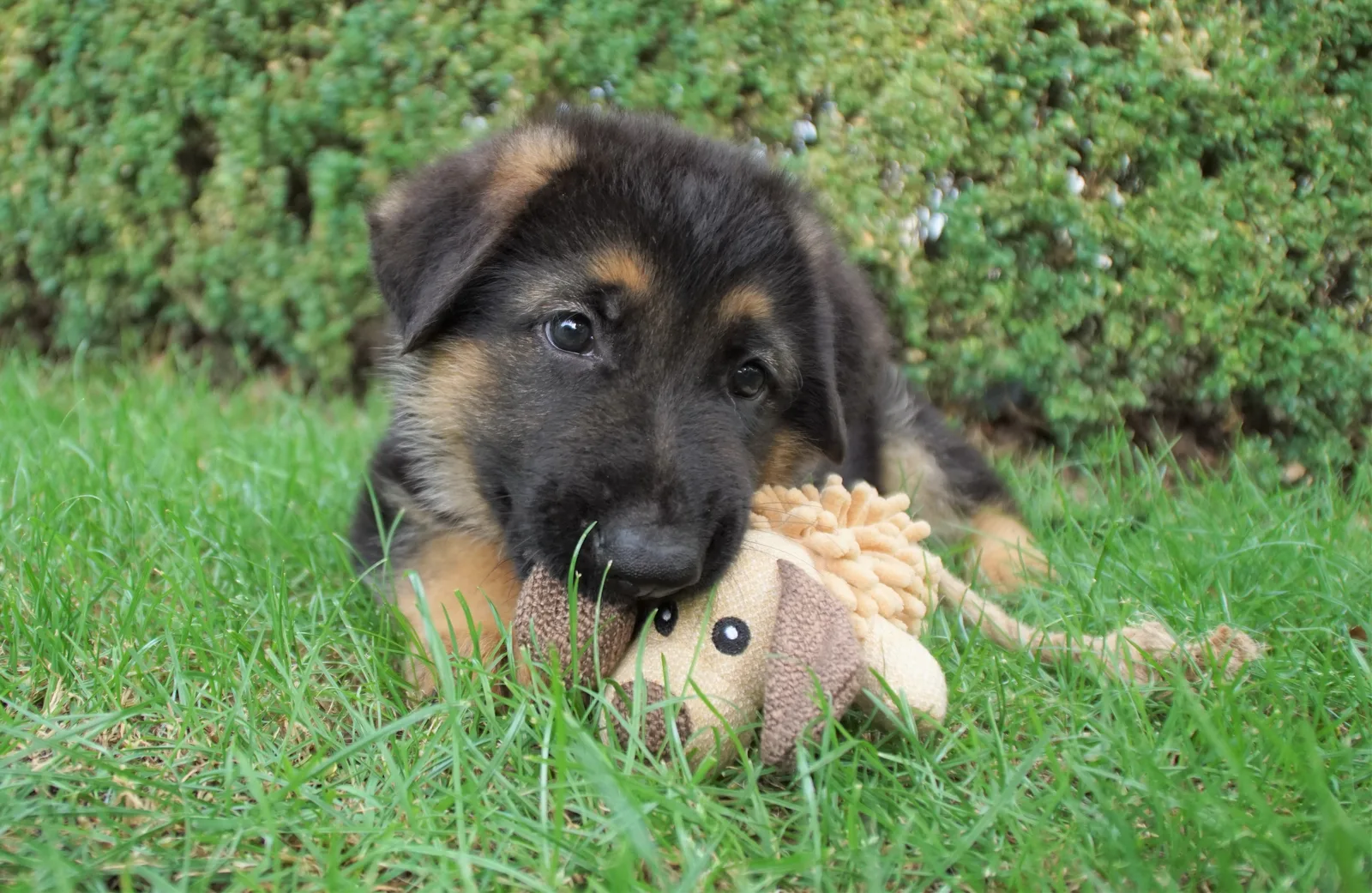 Duitse herder pup