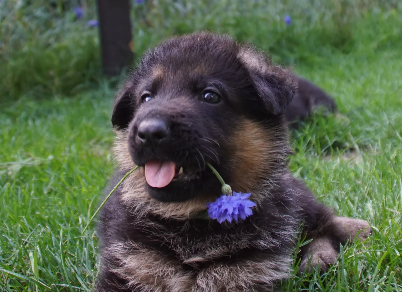 Duitse herder pup