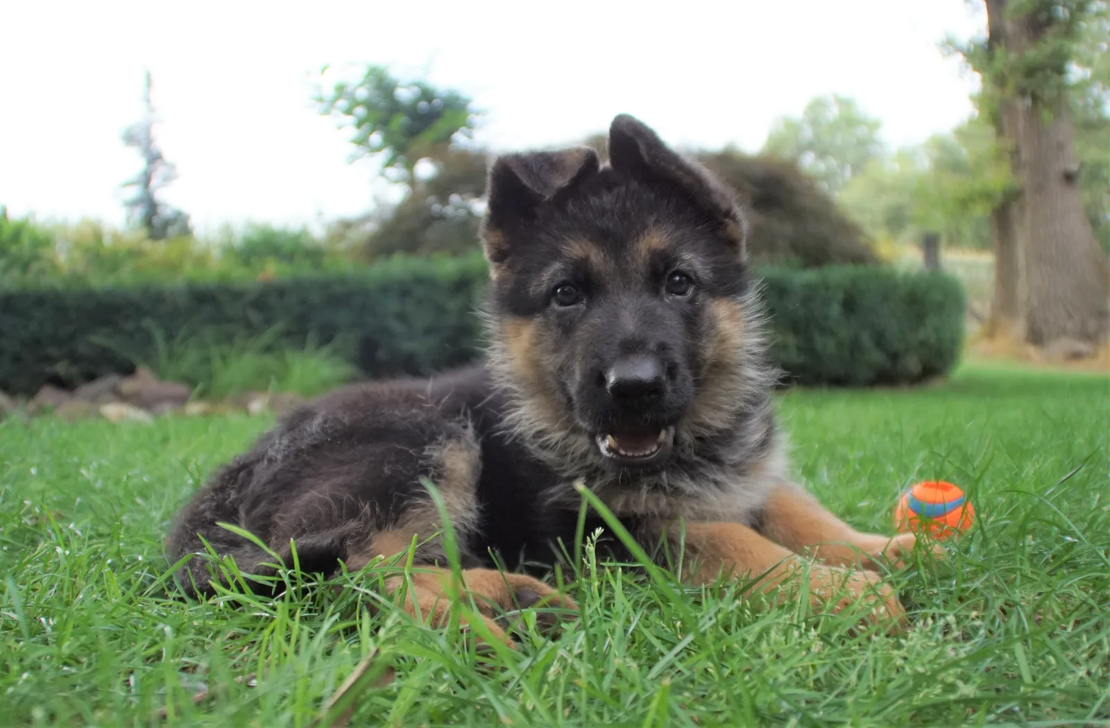 Duitse herder pup
