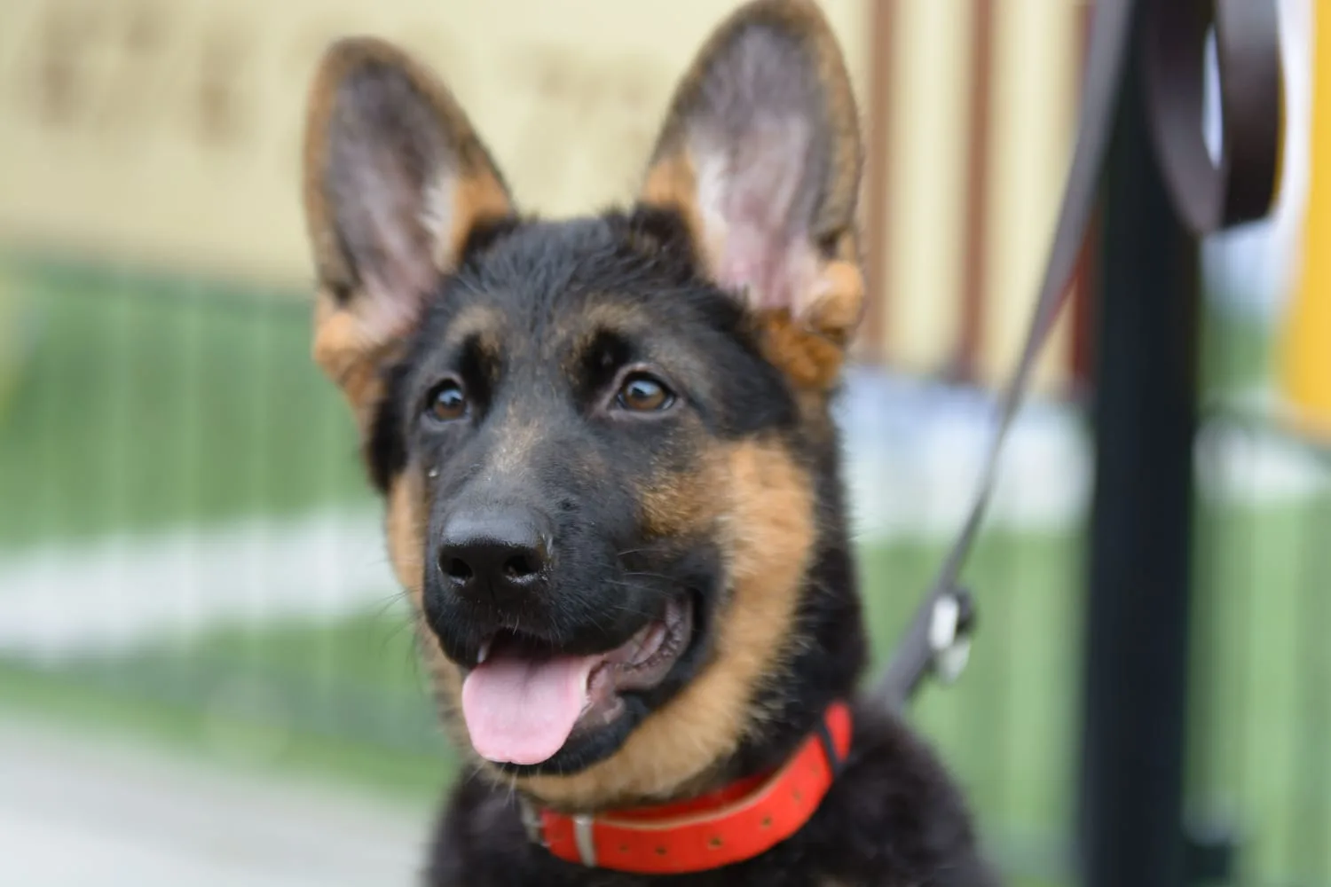 Duitse herder pup