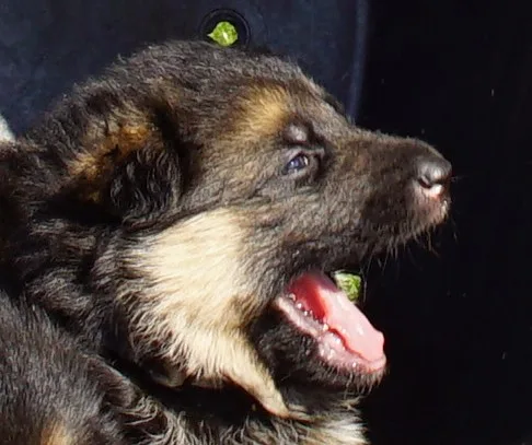 Duitse herder pup